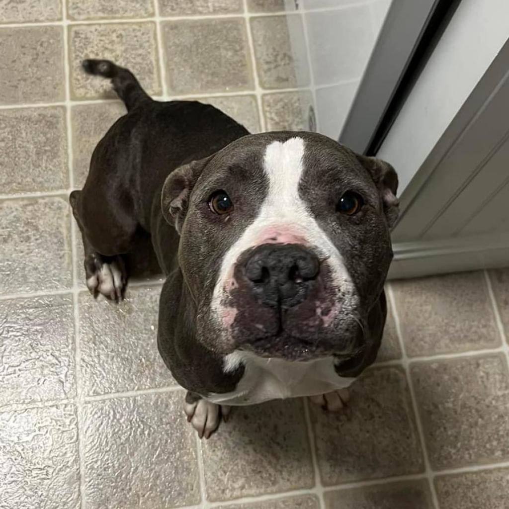 Enlarge Celene, a Adoptable Pit Bull Terrier in Philadelphia, PA image 2/6