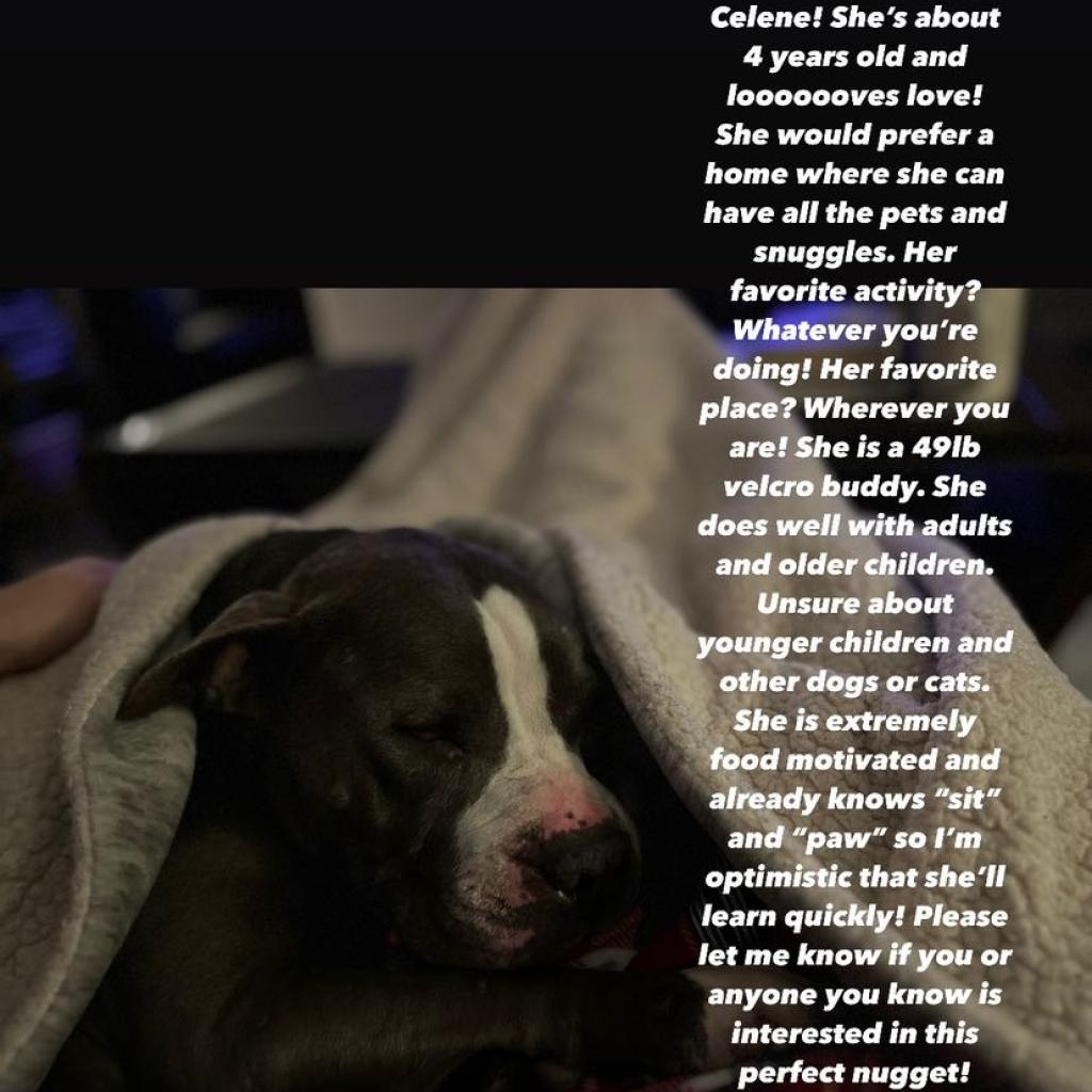 Enlarge Celene, a Adoptable Pit Bull Terrier in Philadelphia, PA image 3/6