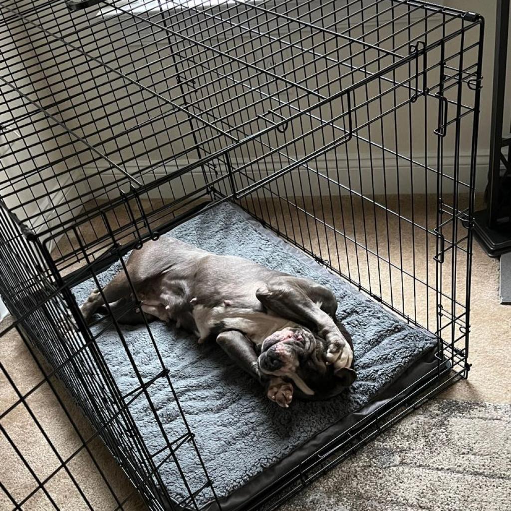 Enlarge Celene, a Adoptable Pit Bull Terrier in Philadelphia, PA image 4/6