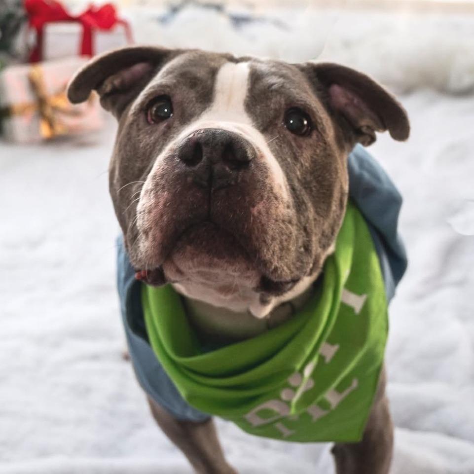 Enlarge Celene, a Adoptable Pit Bull Terrier in Philadelphia, PA image 4/5