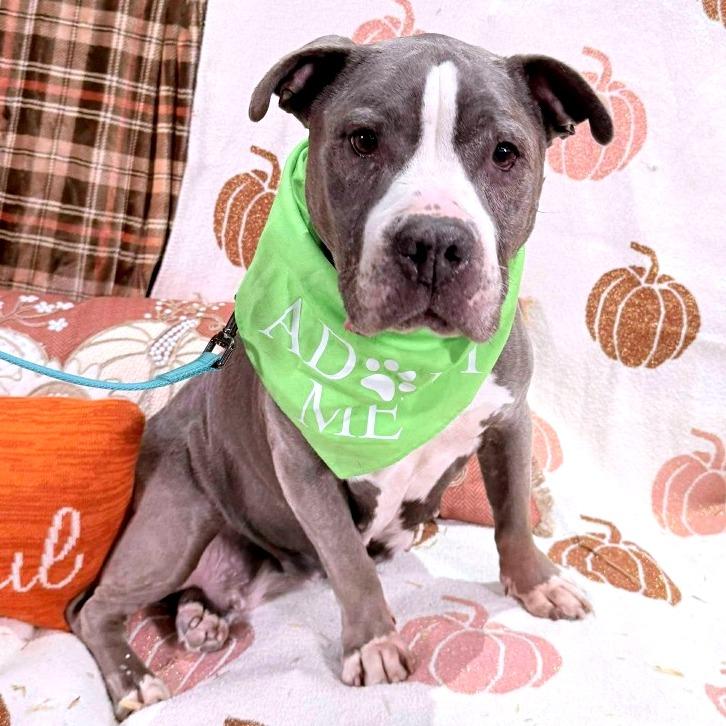 Enlarge Celene, a Adoptable Pit Bull Terrier in Philadelphia, PA image 5/6