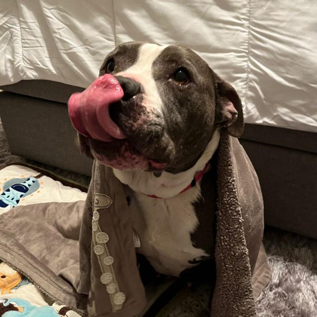 Enlarge Celene, a Adoptable Pit Bull Terrier in Philadelphia, PA image 5/6