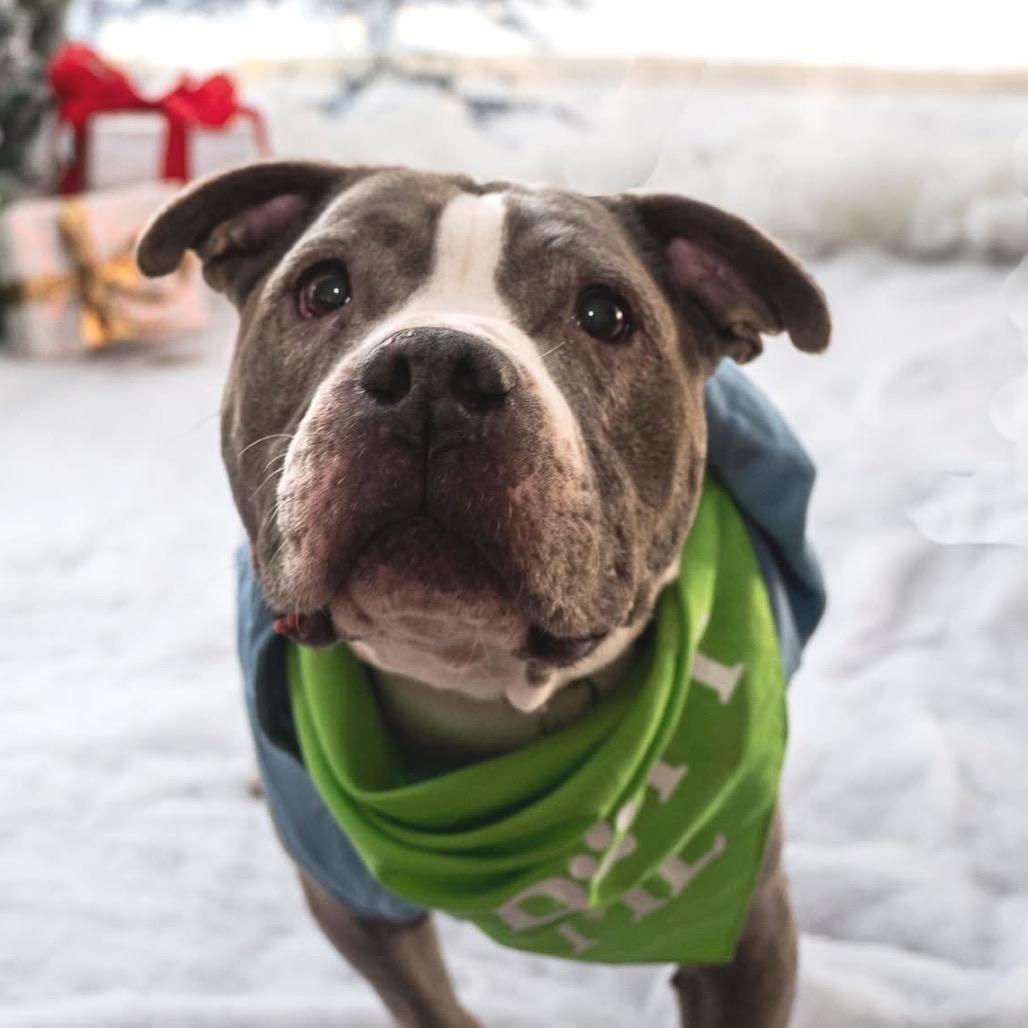 Enlarge Celene, a Adoptable Pit Bull Terrier in Philadelphia, PA image 6/6