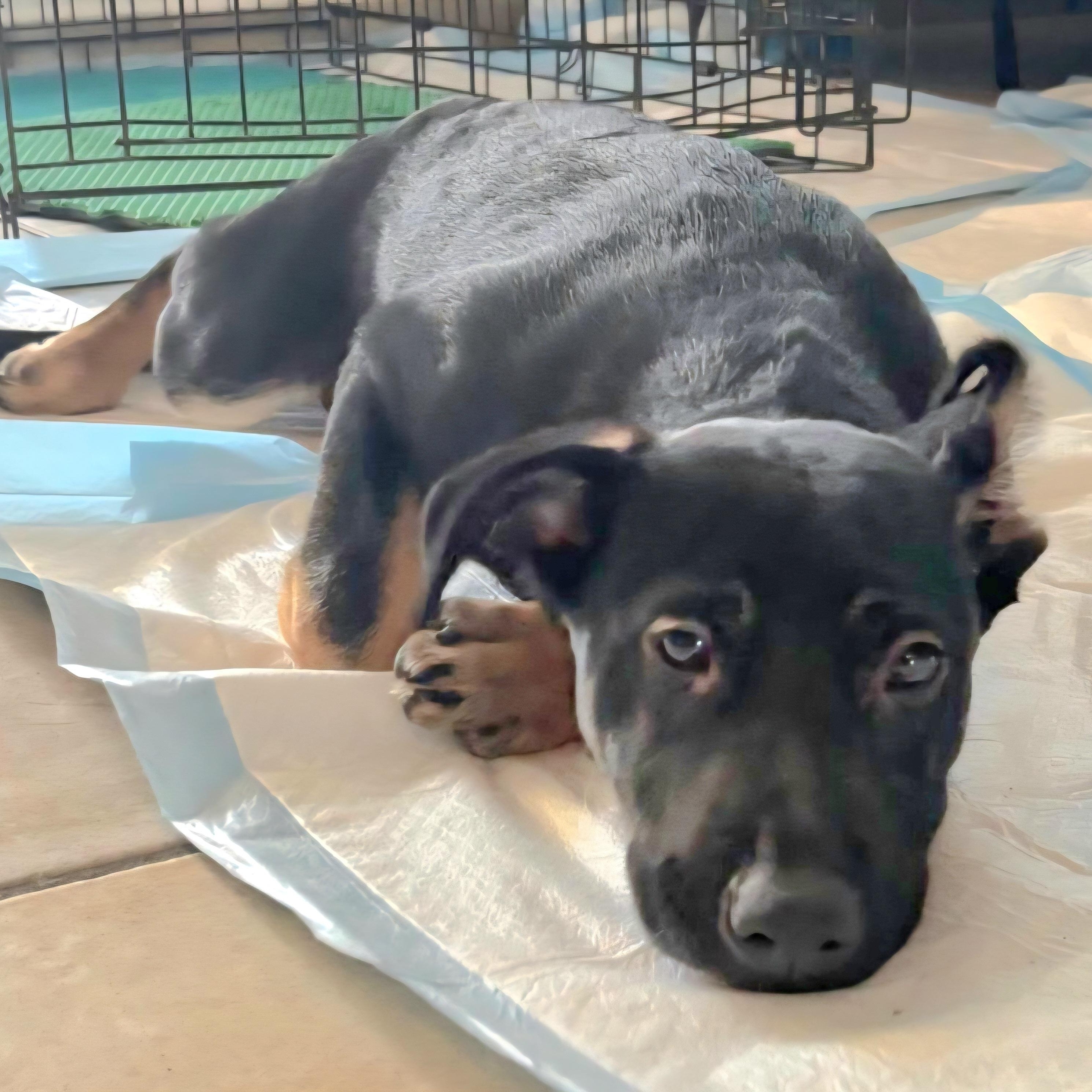 Llori Parti "will You thumbnail 4