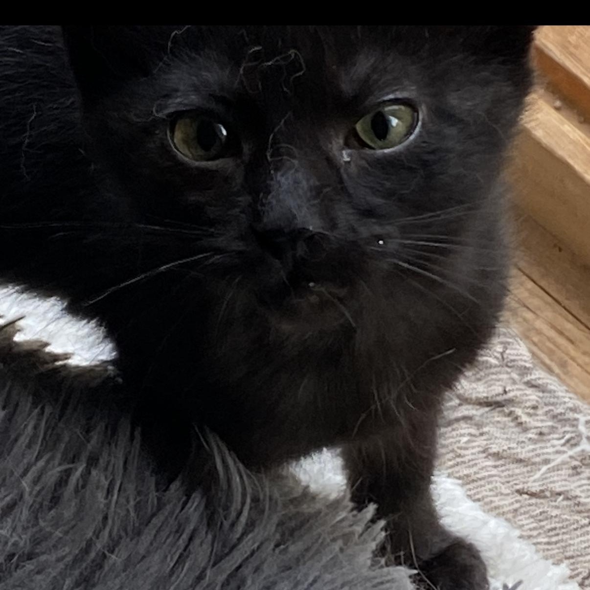 Bubbles, a ADOPTABLE mixed breed in Omaha, NE image 2/3