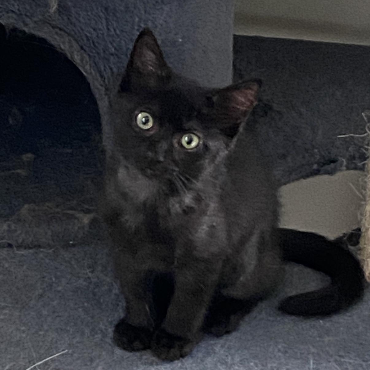 Bubbles, a ADOPTABLE mixed breed in Omaha, NE image 1/3