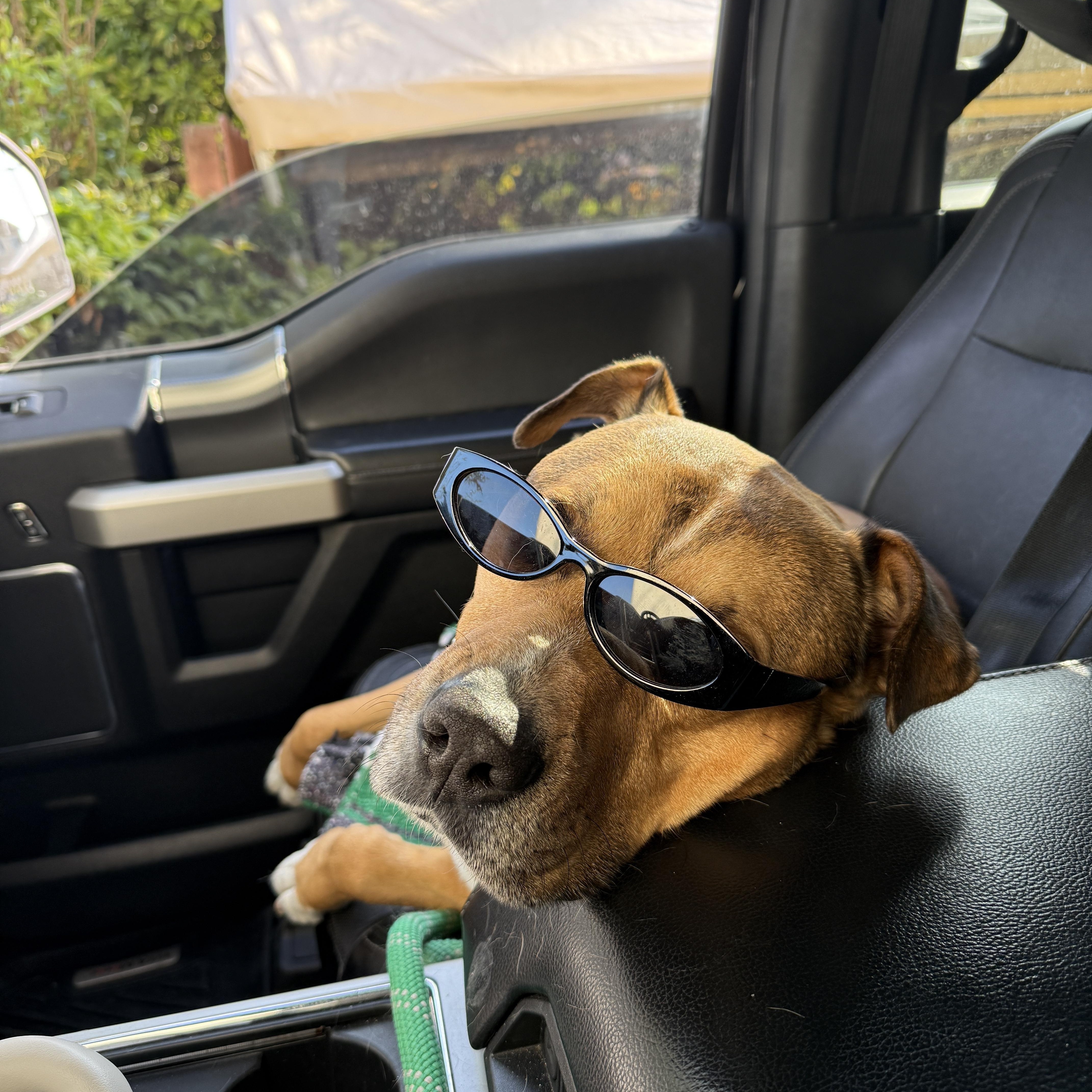 Enlarge Marty, a Adoptable mixed breed in Huntington Beach, CA image 1/6