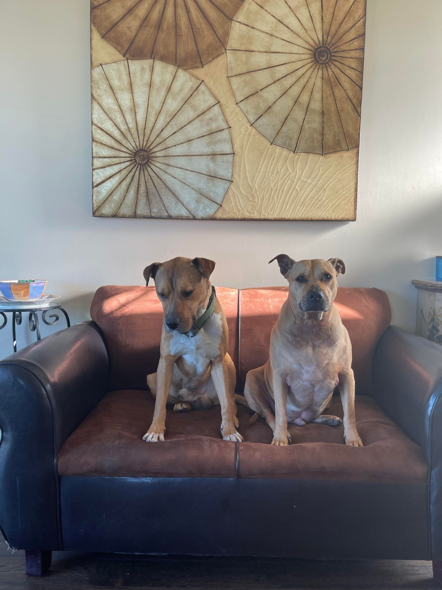 Enlarge Marty, a Adoptable mixed breed in Huntington Beach, CA image 4/6