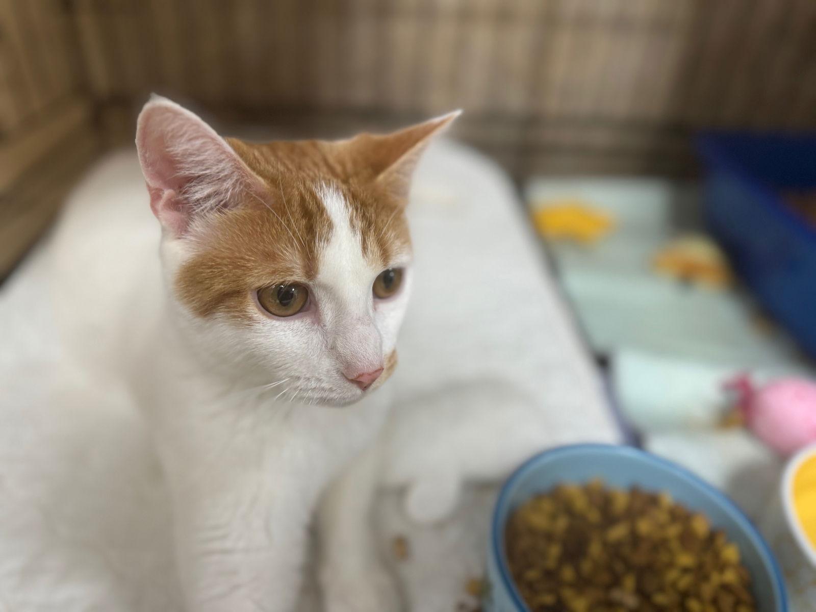 Snicklefritz, a Adoptable Domestic Short Hair in Satellite Beach, FL image 2/3