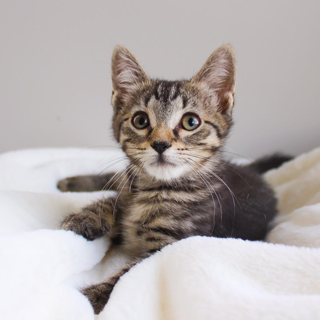 Ravenna, an adopted Tabby in Wayne, NJ image 1/2