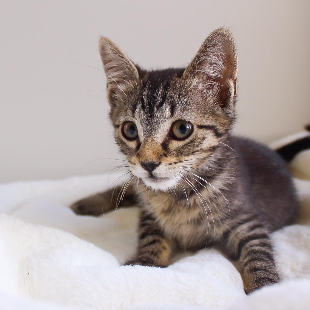 Ravenna, an adopted Tabby in Wayne, NJ image 2/2