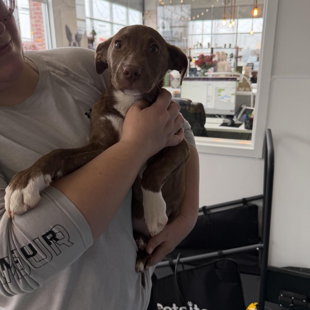 Frida, Adoptable, Puppy Female Collie.