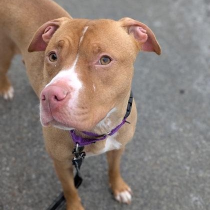 Enlarge Kylie, a Adoptable mixed breed in Syracuse, NY image 2/4