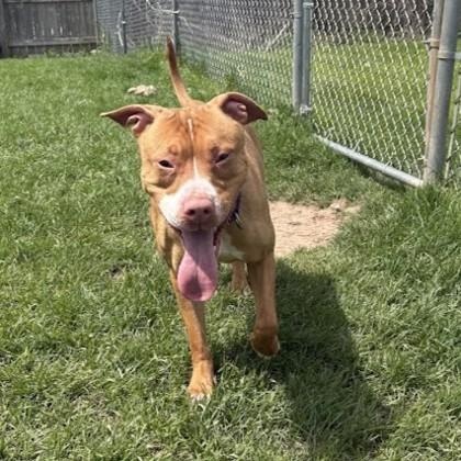 Enlarge Kylie, a Adoptable mixed breed in Syracuse, NY image 1/4