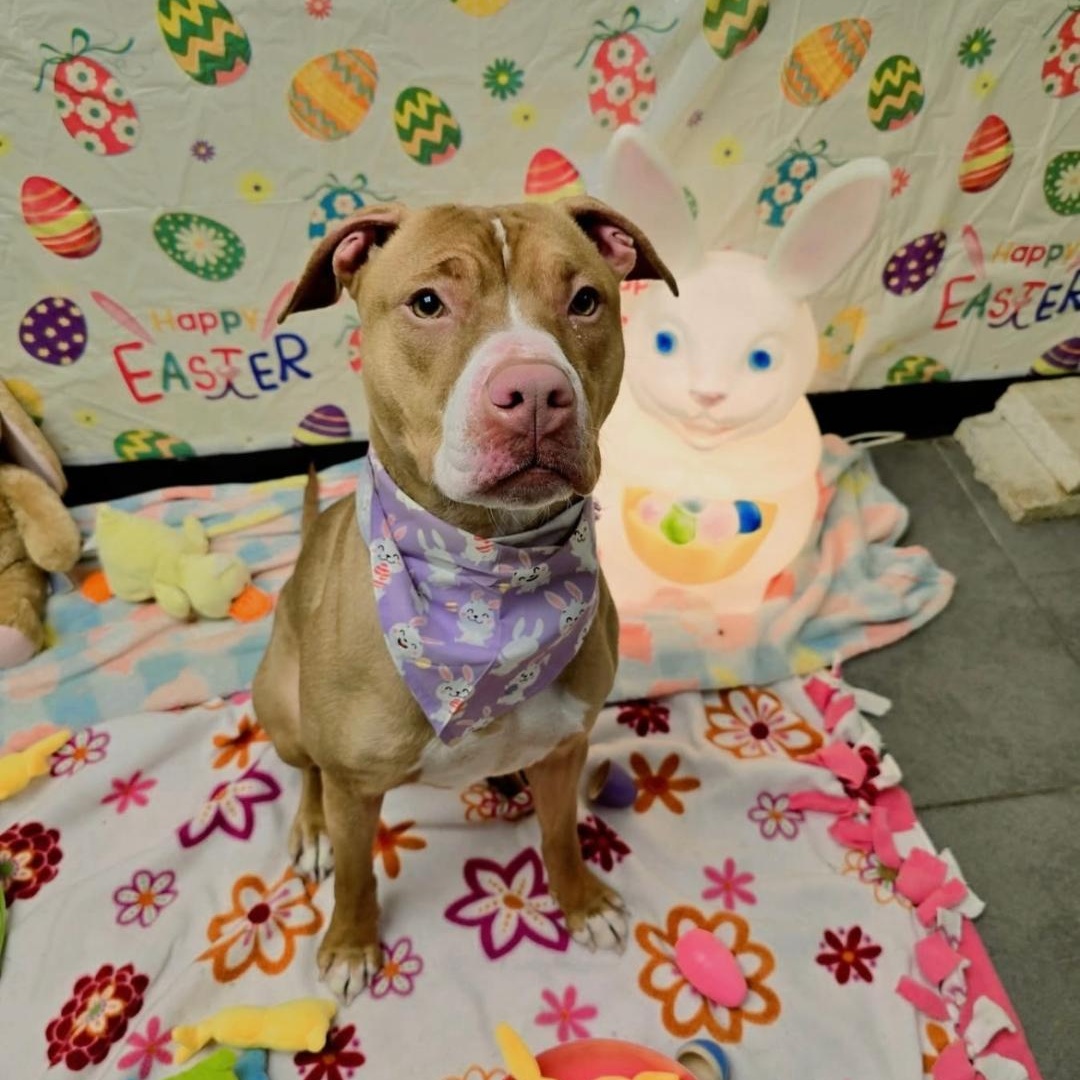 Enlarge Kylie, a Adoptable mixed breed in Syracuse, NY image 4/4