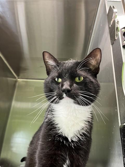 OREO, Adoptable, Young Male Domestic Short Hair.