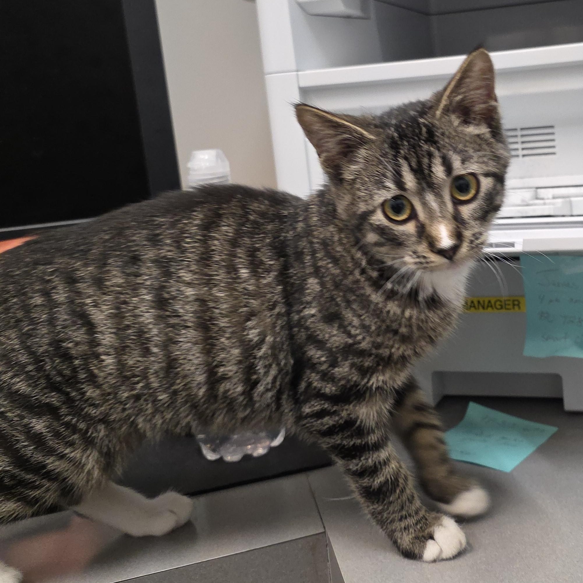 Enlarge Delta, a Adoptable Domestic Short Hair in Sauk City, WI image 5/5