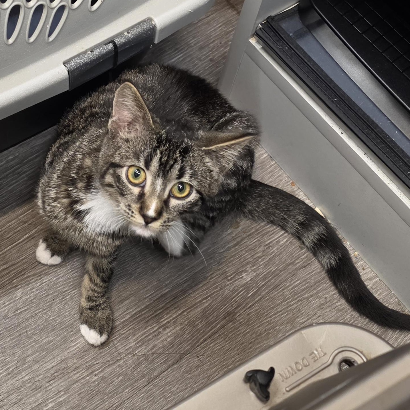 Enlarge Delta, a Adoptable Domestic Short Hair in Sauk City, WI image 4/5