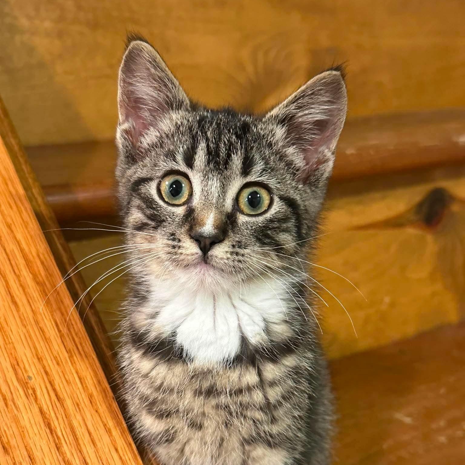 Delta, a ADOPTABLE Domestic Short Hair in Sauk City, WI image 1/2