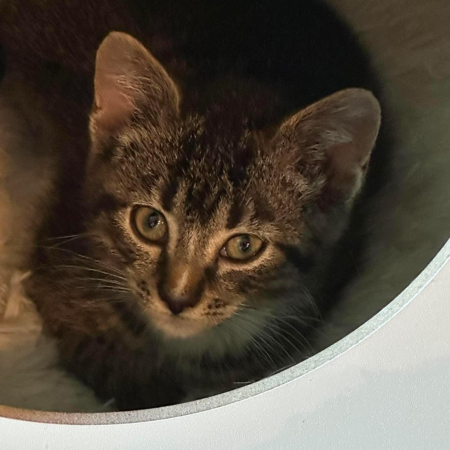 Delta, a ADOPTABLE Domestic Short Hair in Sauk City, WI image 2/2