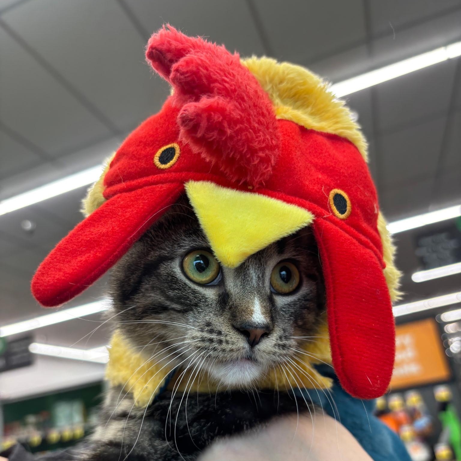 Enlarge Delta, a Adoptable Domestic Short Hair in Sauk City, WI image 1/5