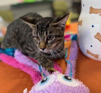 Alesso, Adoptable, Adult Male Domestic Short Hair.