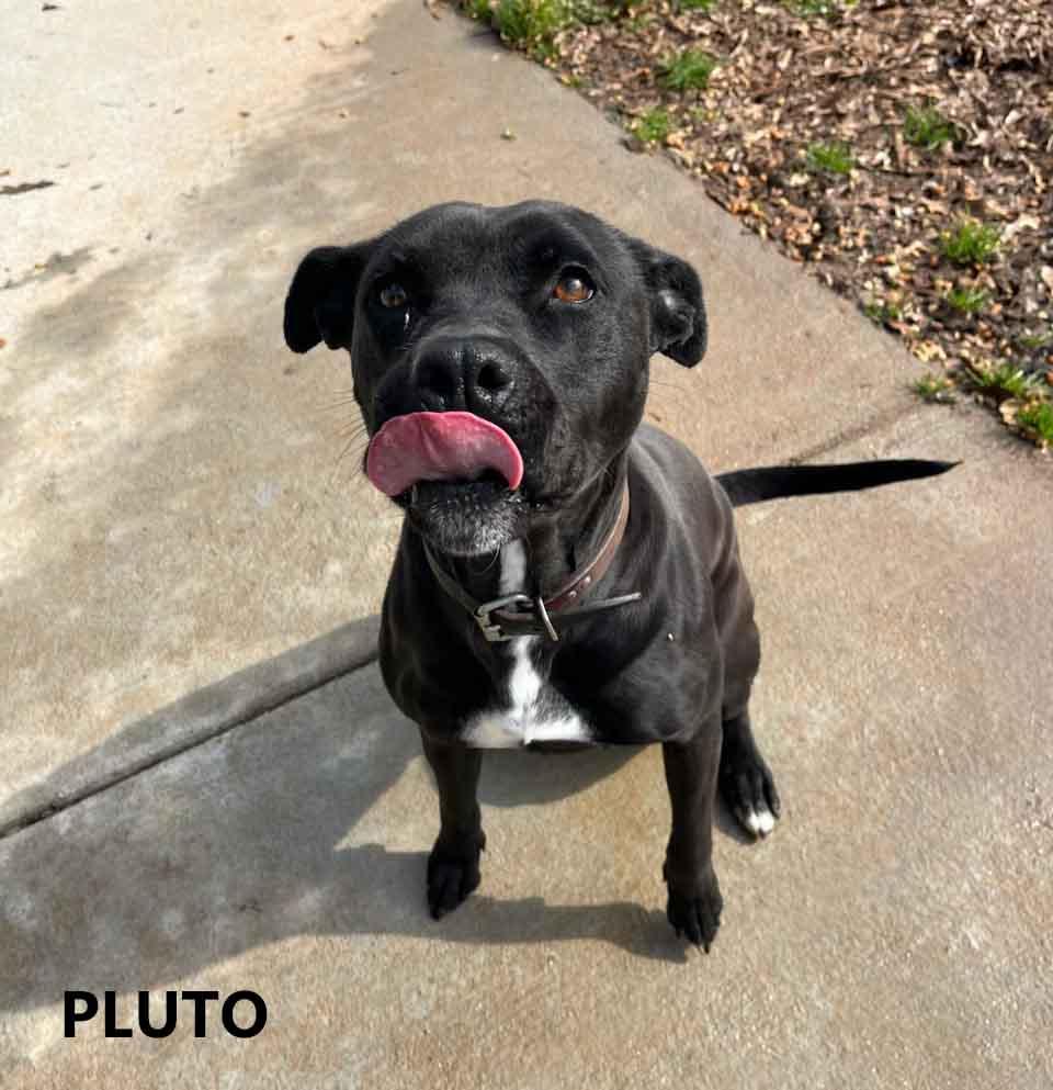 Enlarge Pluto, a ADOPTABLE mixed breed in Washington, GA image 4/4