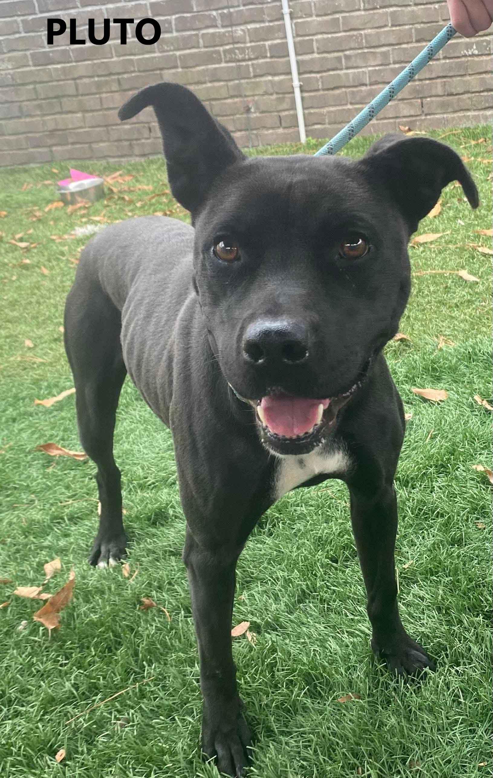 Enlarge Pluto, a ADOPTABLE mixed breed in Washington, GA image 3/4