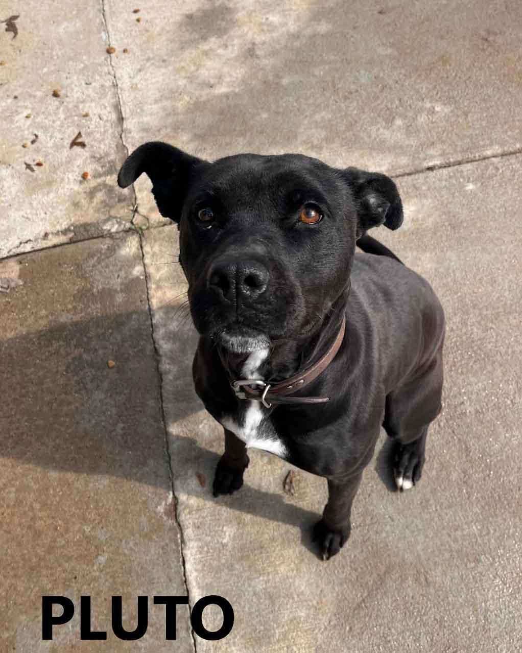Enlarge Pluto, a ADOPTABLE mixed breed in Washington, GA image 1/4
