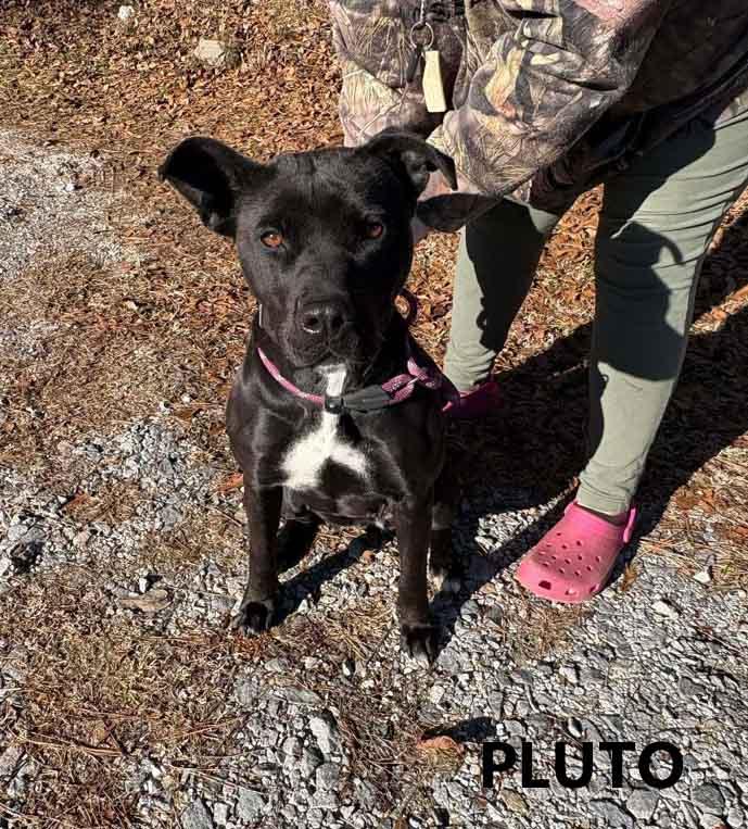 Enlarge Pluto, a ADOPTABLE mixed breed in Washington, GA image 2/4