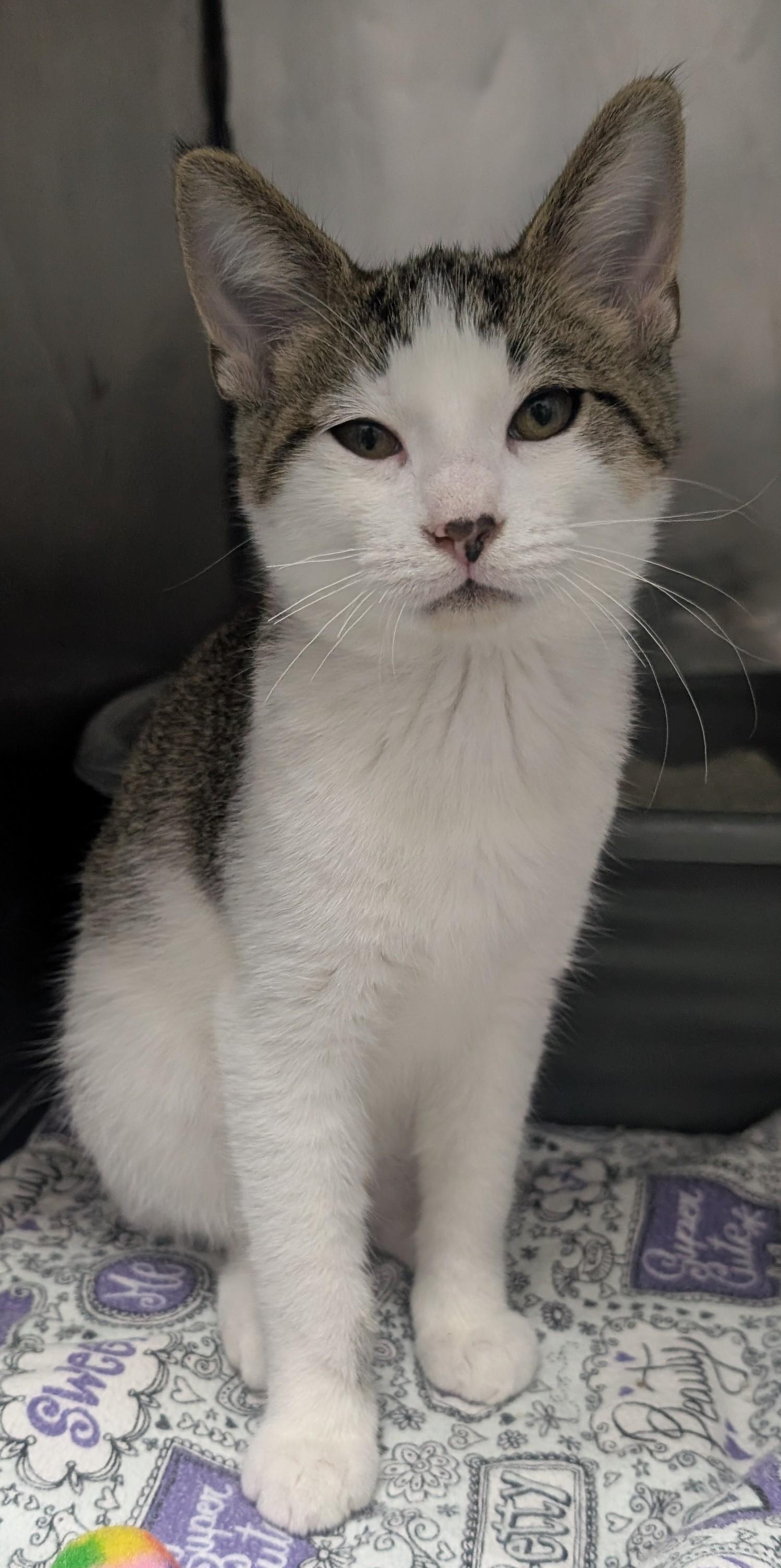 Jasper, Adoptable, Young Male Domestic Short Hair.