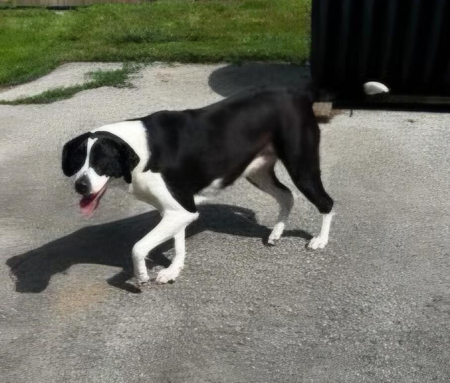 Diamond, a ADOPTABLE mixed breed in Lexington, KY image 1/4