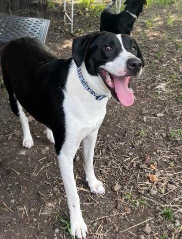 Diamond, a ADOPTABLE mixed breed in Lexington, KY image 2/4