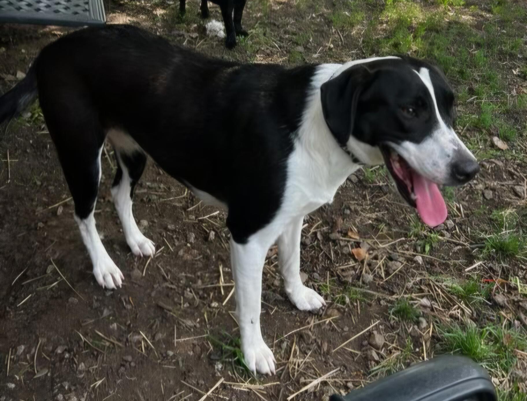 Diamond, a ADOPTABLE mixed breed in Lexington, KY image 4/4