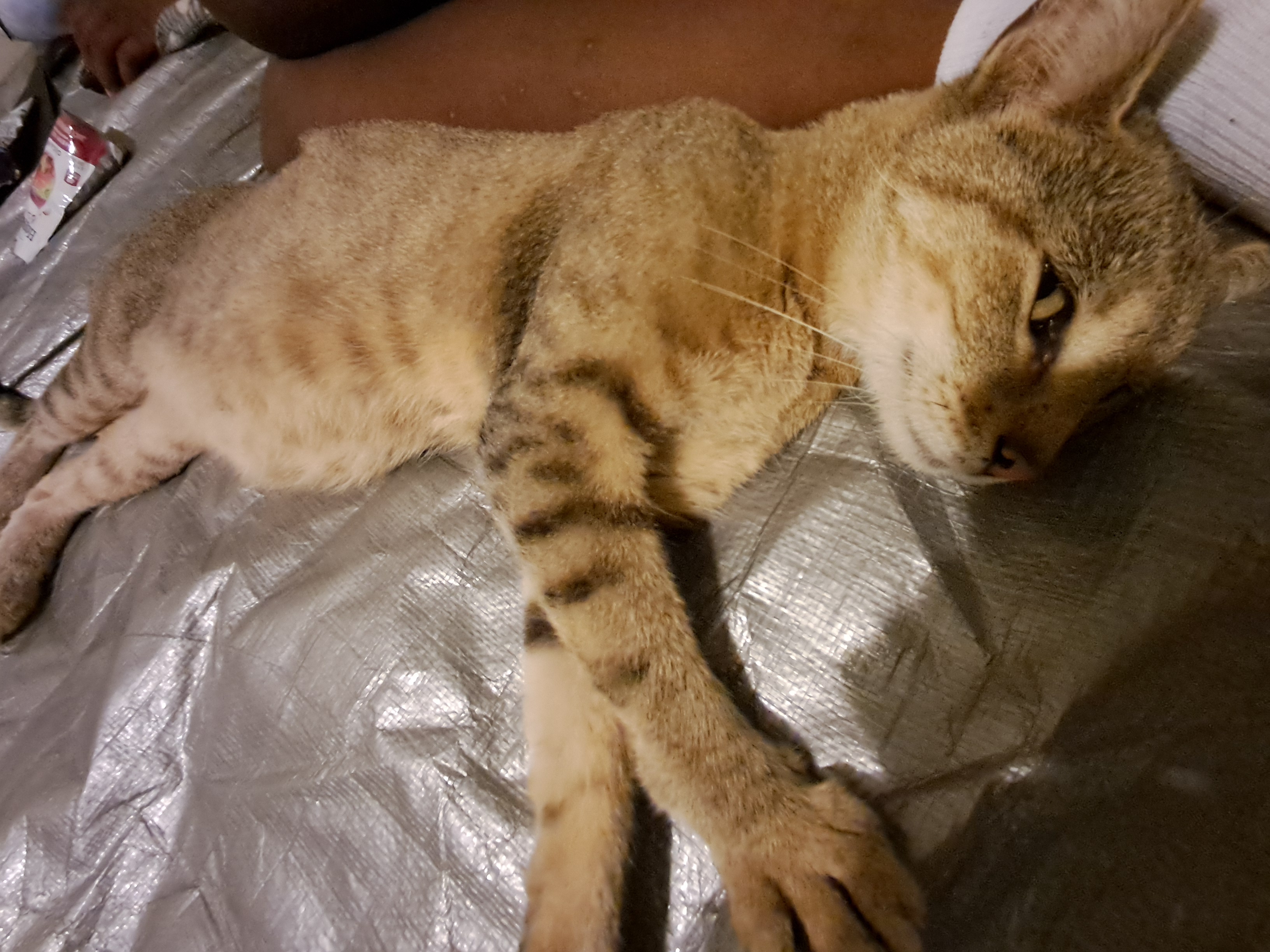 Enlarge Nala, a Adoptable mixed breed in Magnolia, TX image 1/5