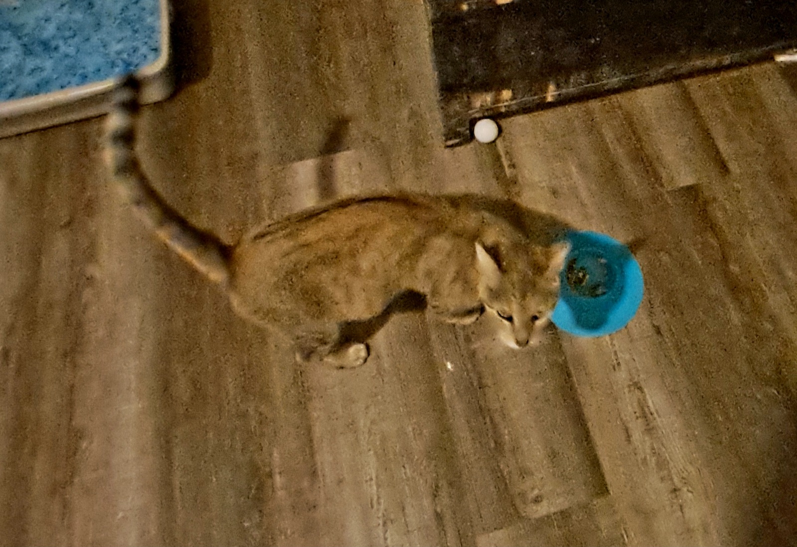 Enlarge Nala, a Adoptable mixed breed in Magnolia, TX image 5/5