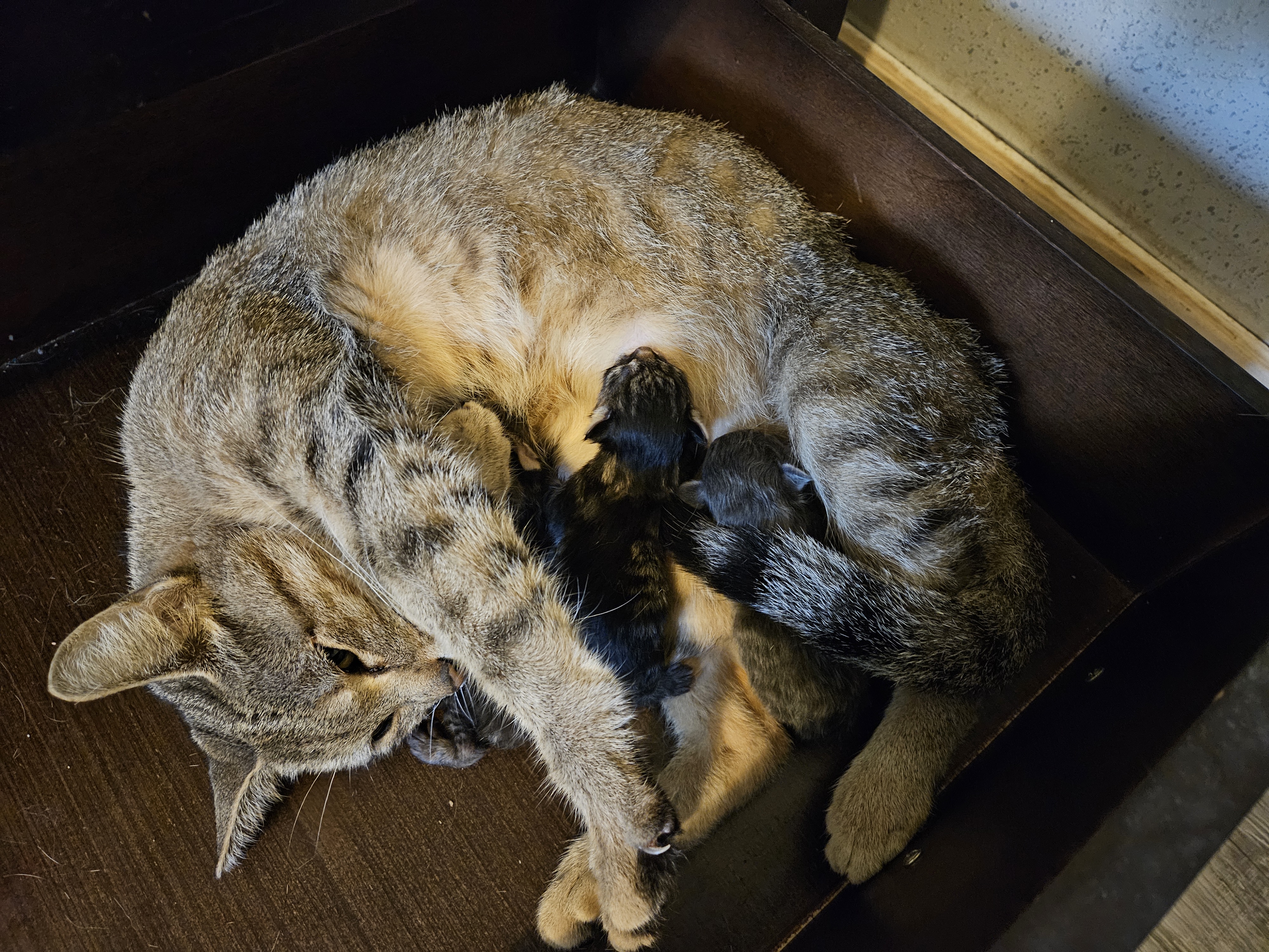 Enlarge Nala, a Adoptable mixed breed in Magnolia, TX image 2/5