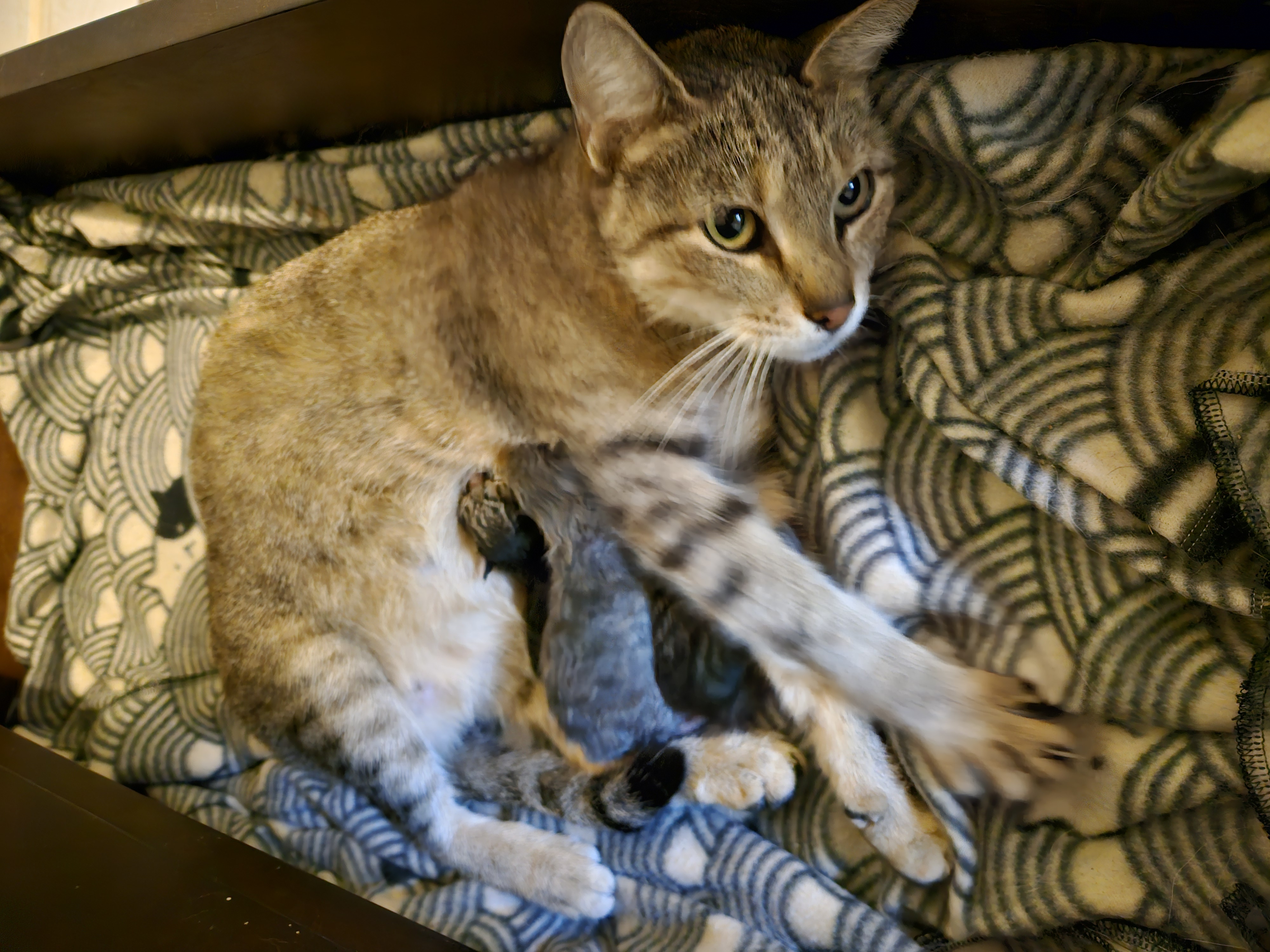 Enlarge Nala, a Adoptable mixed breed in Magnolia, TX image 3/5