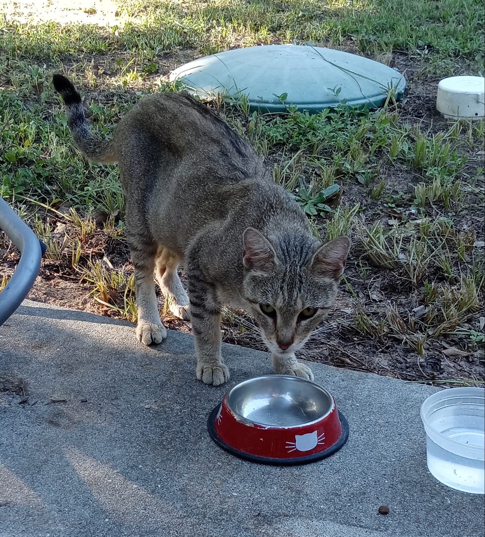 Enlarge Nala, a Adoptable mixed breed in Magnolia, TX image 4/5