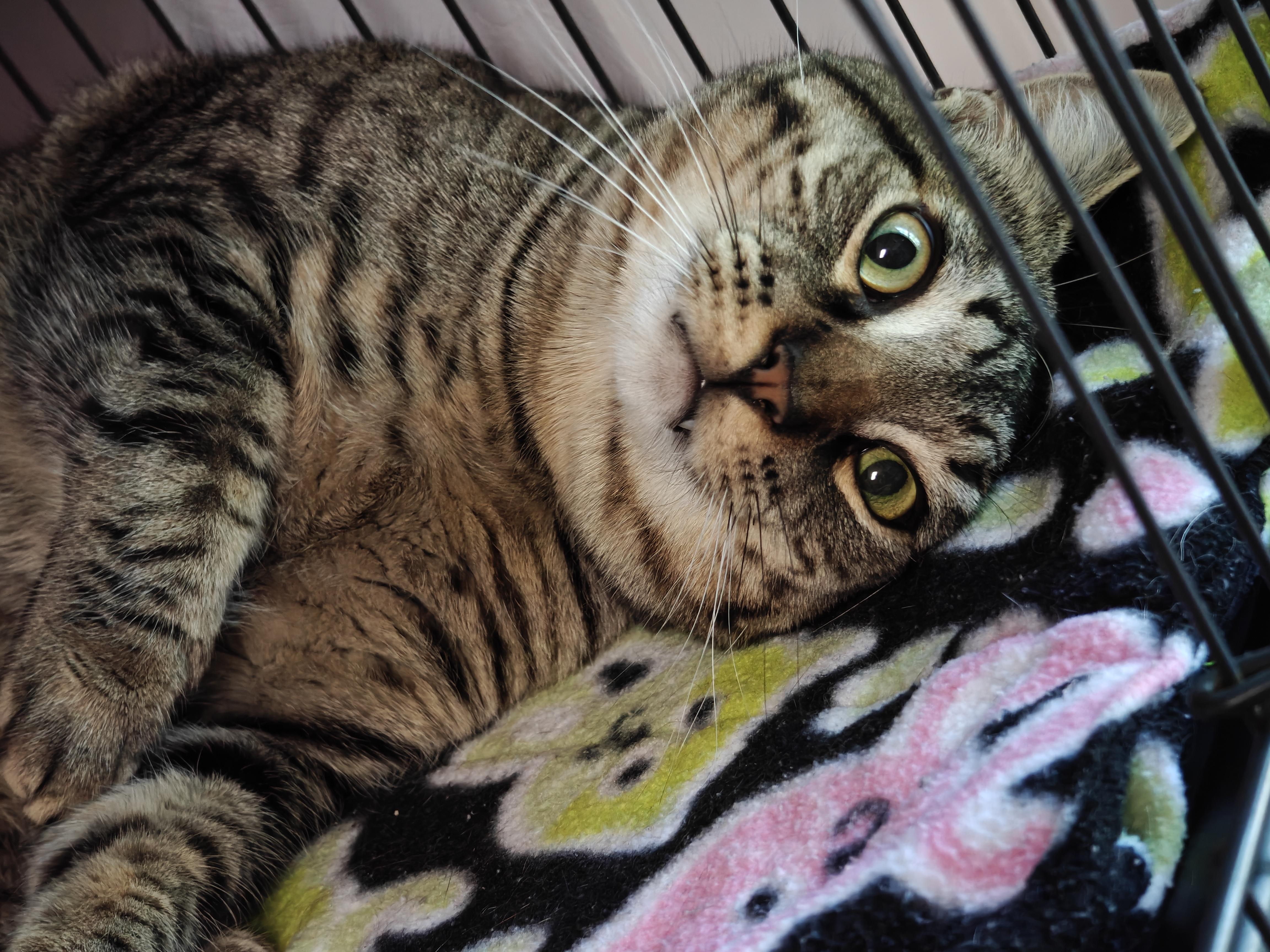 Draco, an adopted Domestic Short Hair in New Britain, CT image 2/4