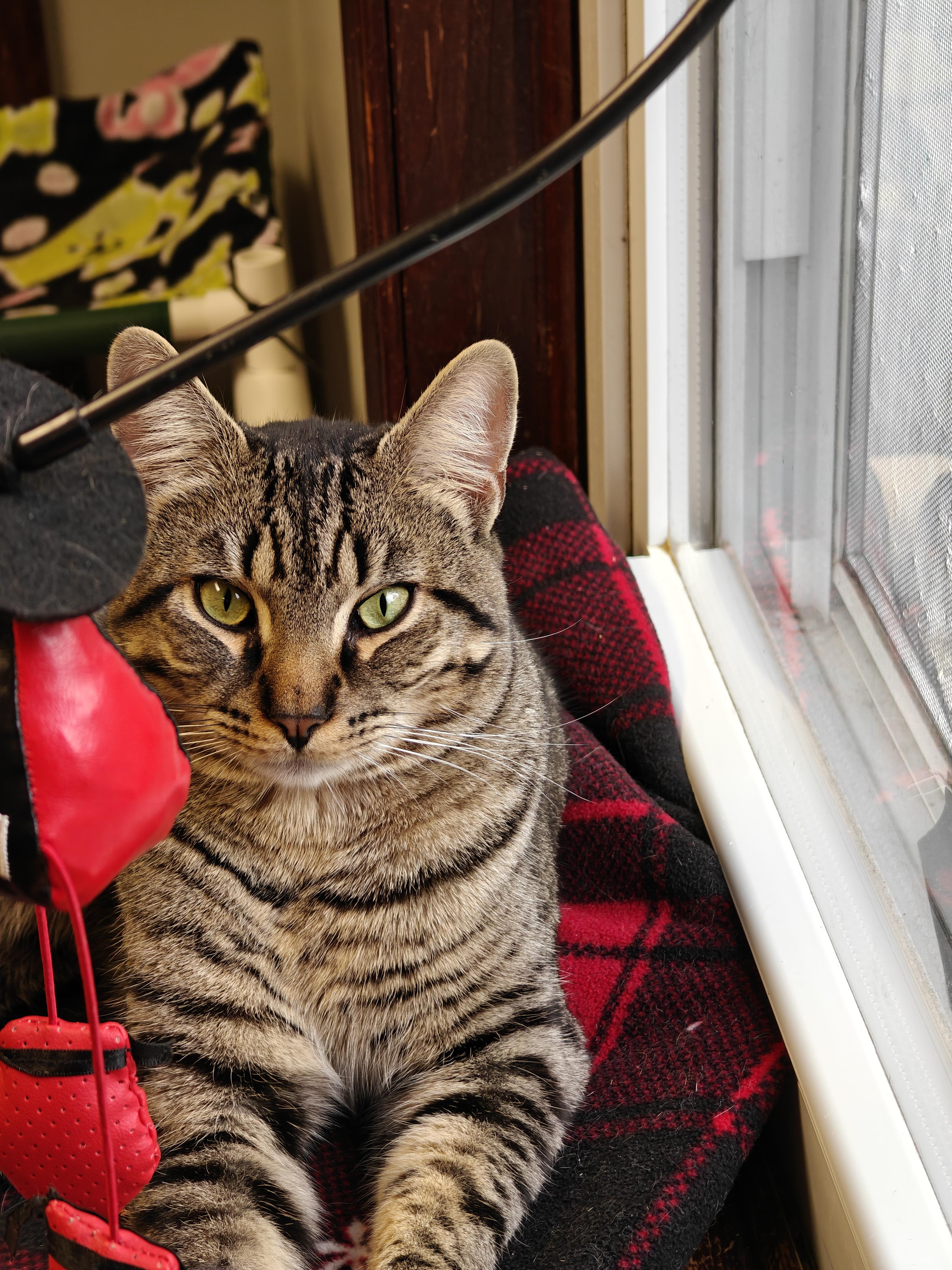 Draco, adopted, Young Male Domestic Short Hair.
