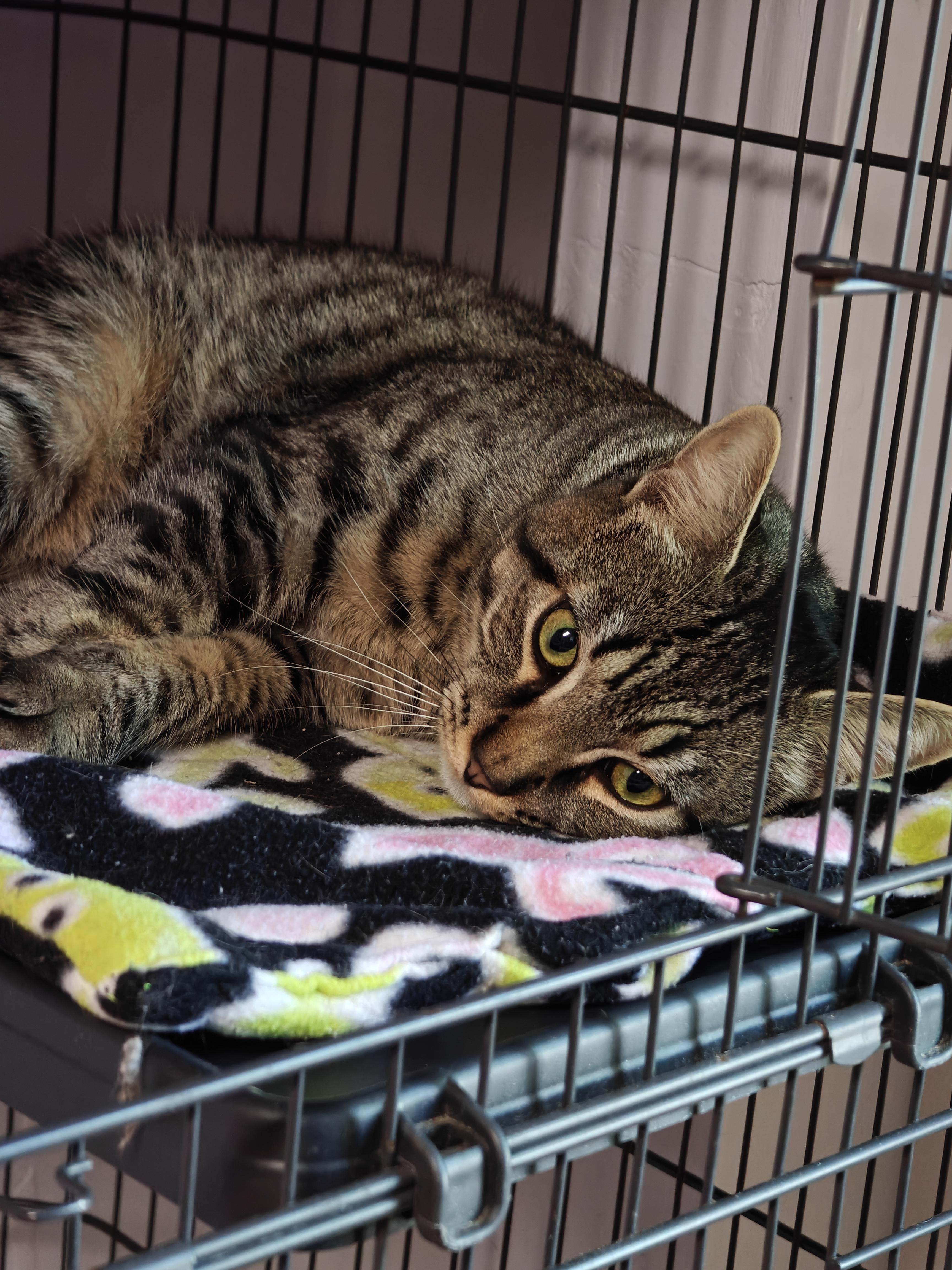 Draco, an adopted Domestic Short Hair in New Britain, CT image 3/4