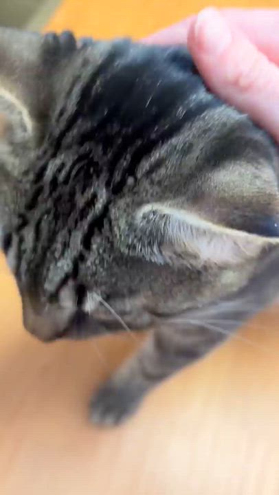 Enlarge Draco, an adopted Domestic Short Hair in New Britain, CT video 4/4