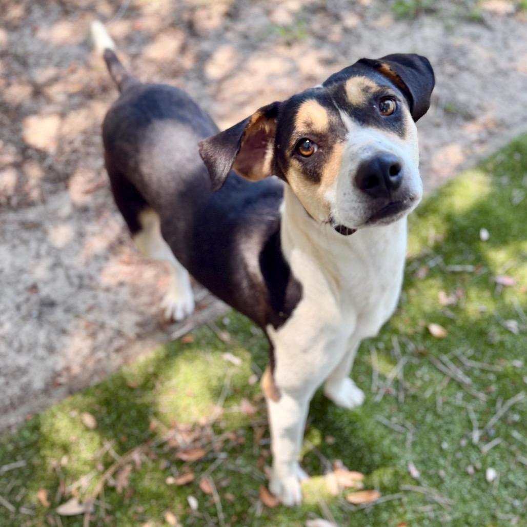 Enlarge Ya Yi, a Adoptable Mixed Breed in Milton, FL image 1/1