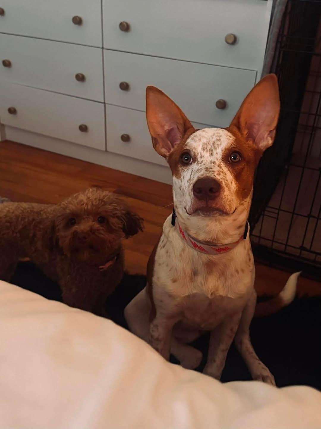 Enlarge Beauty, a other Australian Cattle Dog / Blue Heeler in Mount Airy, NC image 1/1