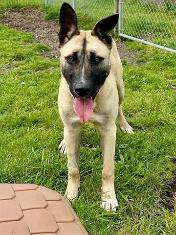 Enlarge DAHLIA, a Adoptable mixed breed in McKinleyville, CA image 1/1
