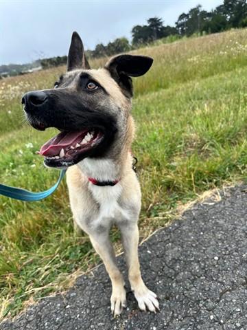 DAHLIA, Adoptable, Young Female Belgian Shepherd / Malinois & Mixed Breed.