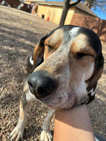 Buck, ADOPTABLE, Adult Male Coonhound.