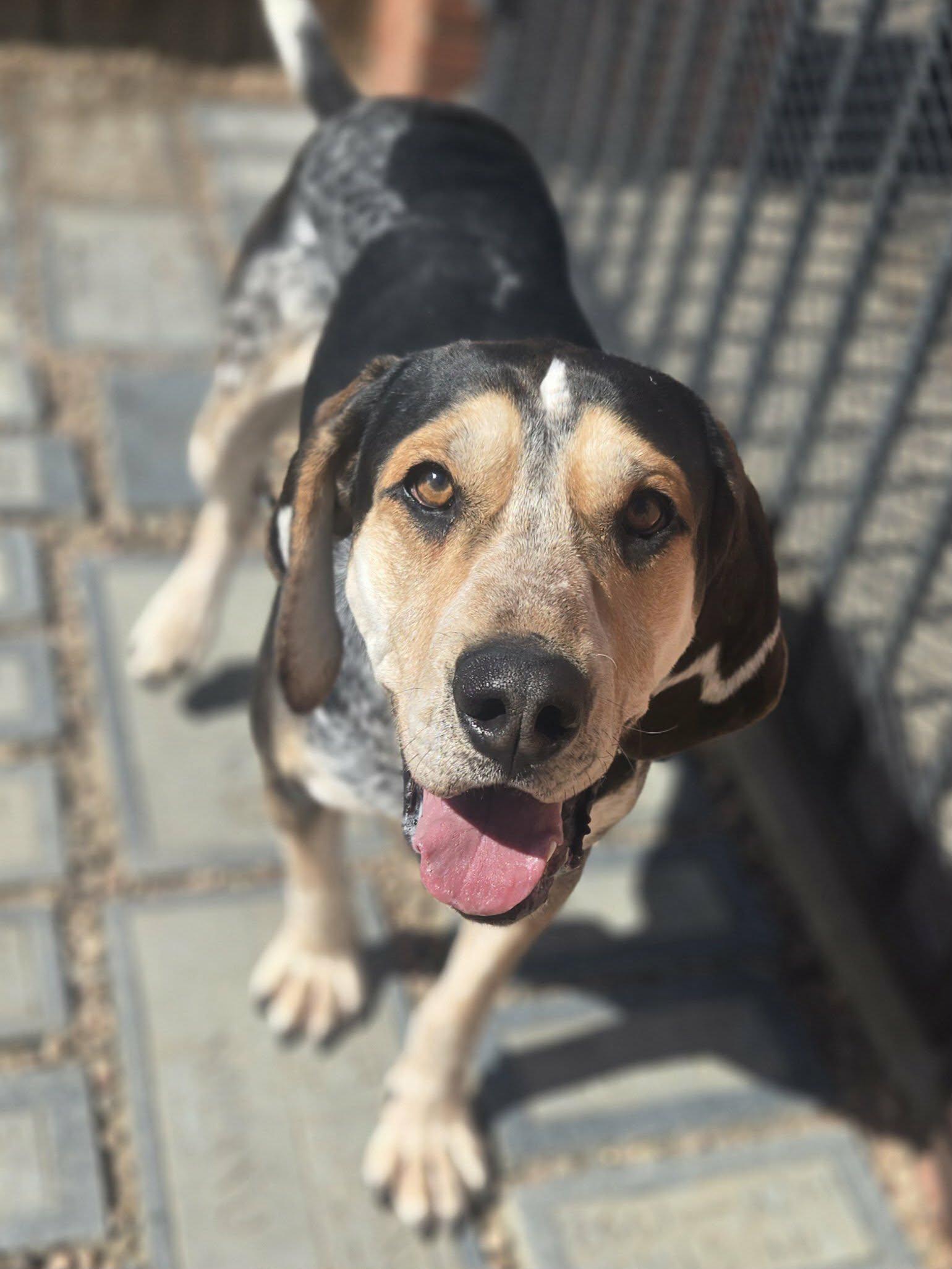 Enlarge Buck, a ADOPTABLE Coonhound in Canon City, CO image 1/2
