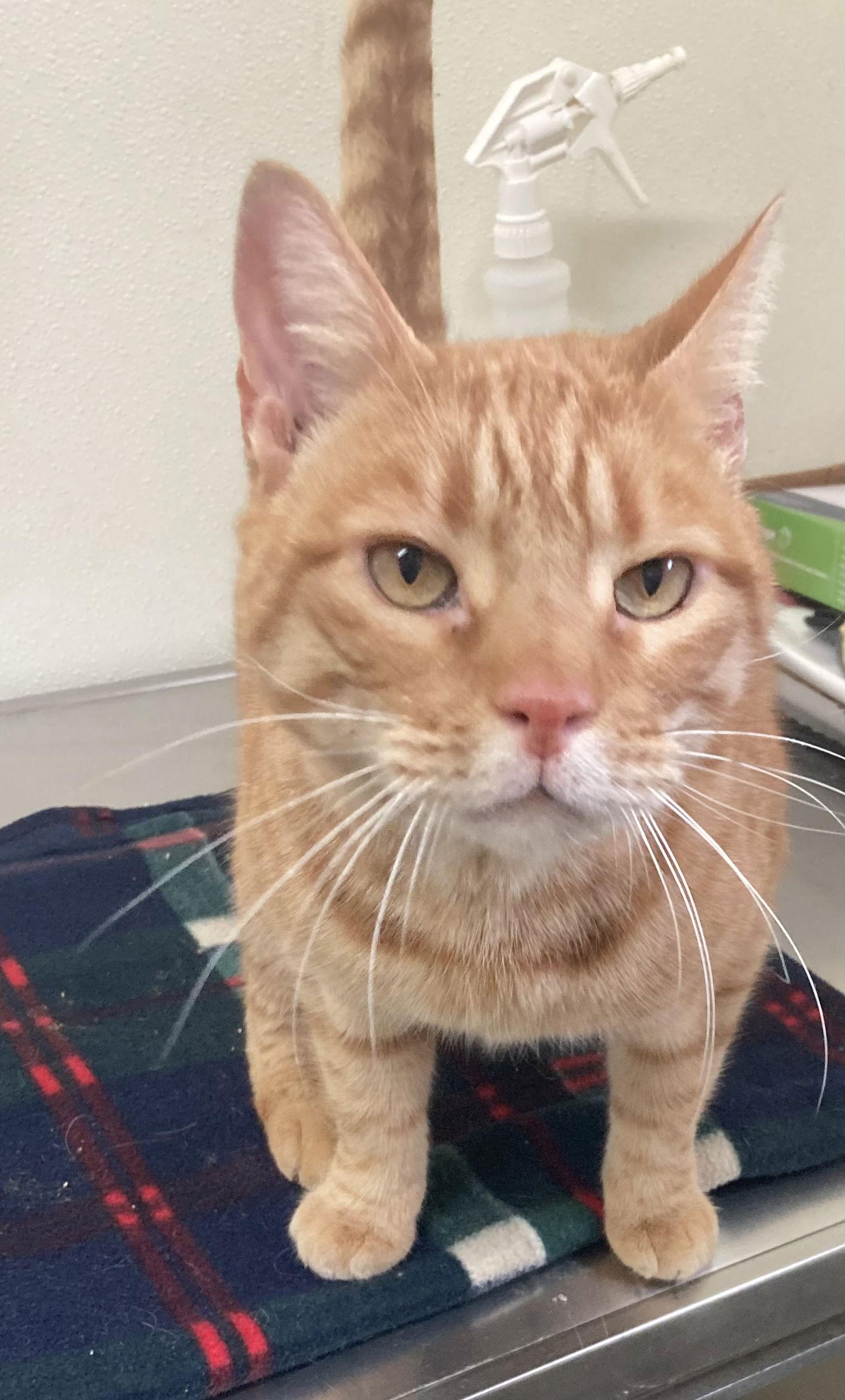 Enlarge Nemo - Large Orange Cat - #20, a Adopted Domestic Short Hair in Mitchell, SD image 1/1